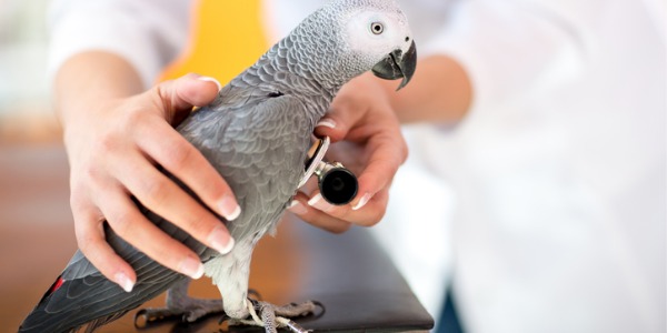 An avian veterinarian checking the heartbeat of a parrot.