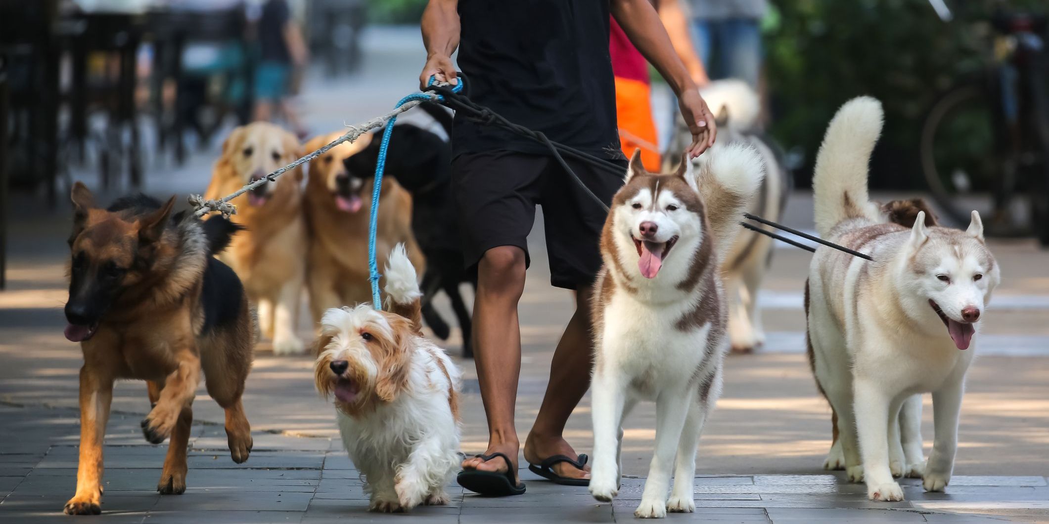 A dog walker walking multiple dogs.