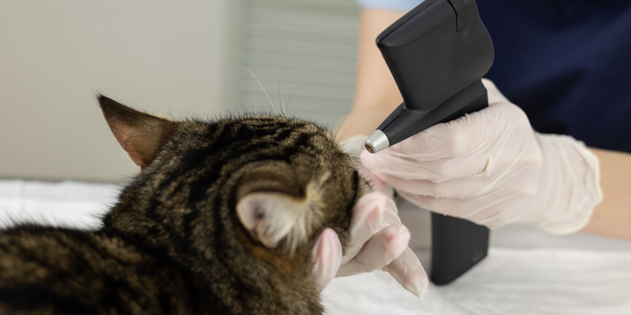 A veterinary ophthalmologist examining a cat's eyes.
