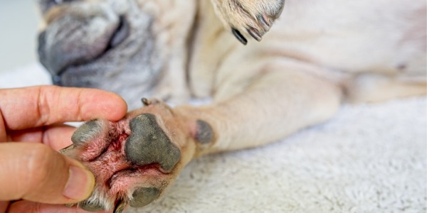 A veterinary dermatologist looking at a French Bulldog's inflamed paw.