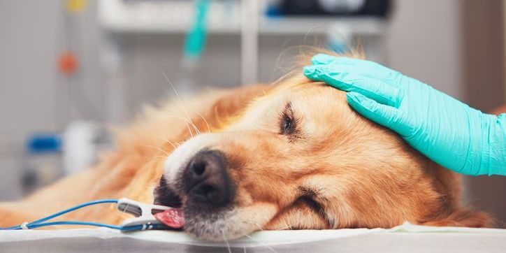 A dog under anesthesia, supervised by a veterinary anesthesiologist.