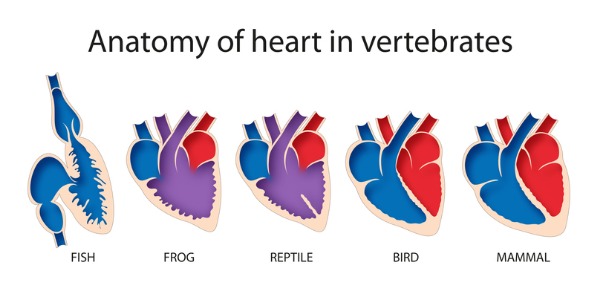 Comparative anatomy of heart in vertebrates.