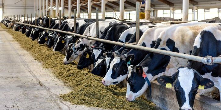Cows feeding on food provided by a livestock feed sales representative.
