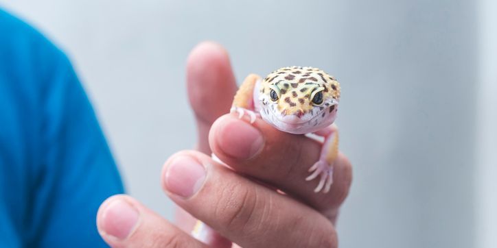A herpetologist holding a gecko.