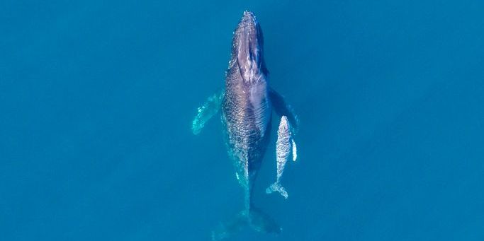 A whale and baby in the ocean.