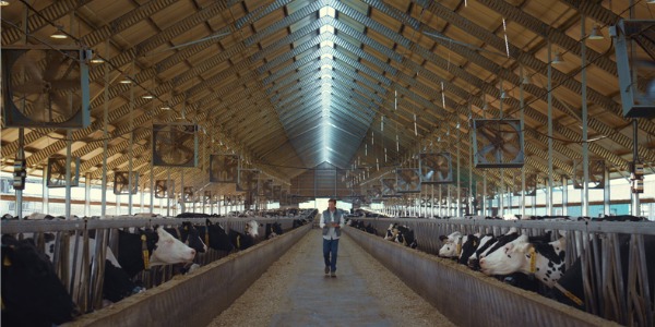 A commercial dairy farmer checking on his cows.