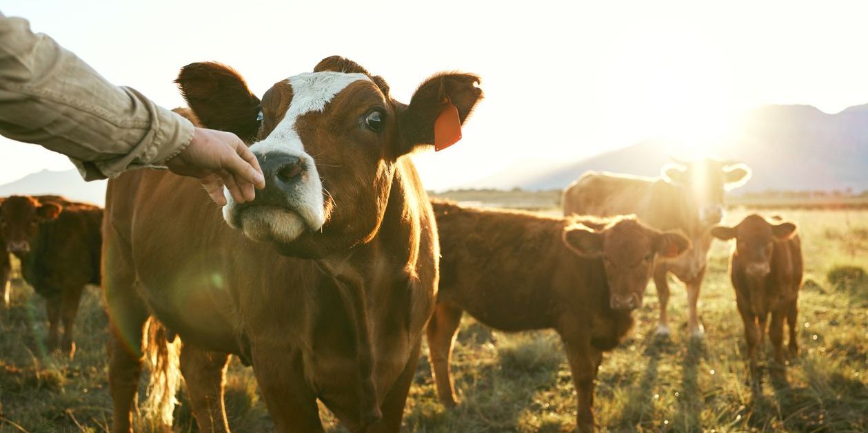 Cows out to pasture on an organic dairy farm.