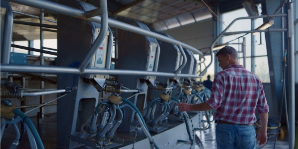 A dairy farmer inspecting his robotic milking equipment.