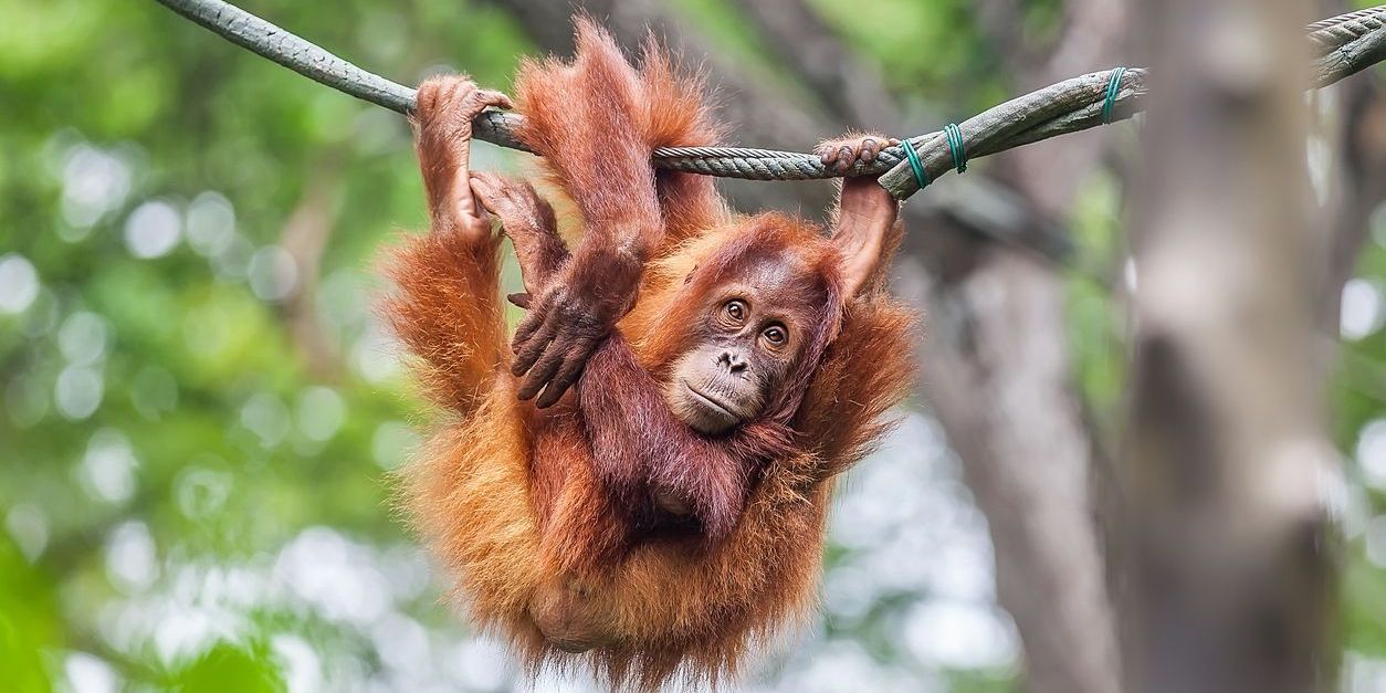 A young Orangutan swinging on a rope.