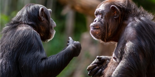 Two chimpanzees having a discussion.