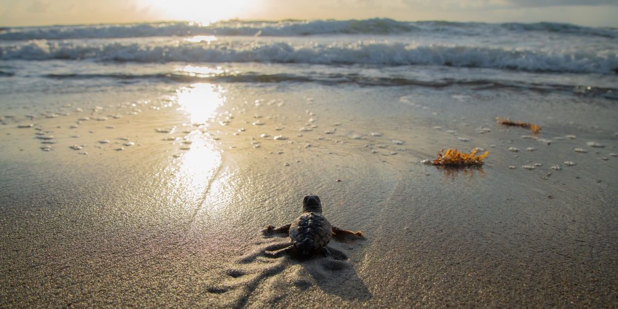 Loggerhead sea turtle hatchling heading towards the ocean.