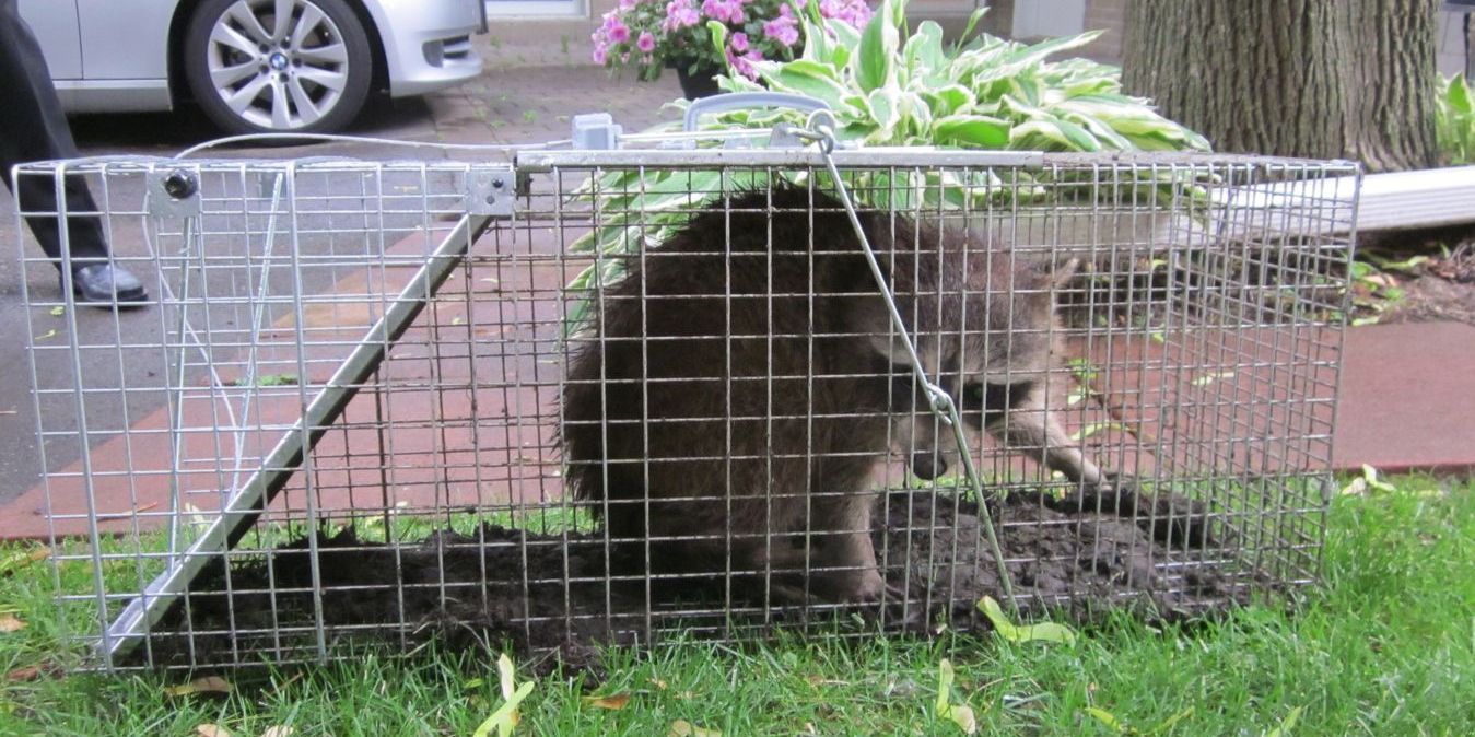 A racoon caught in a trap by a wildlife exterminator.