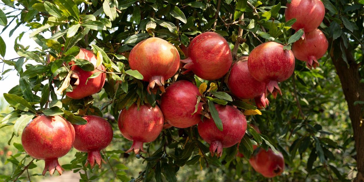 Specialty farmers grow exotic fruits, such as pomegranates, which are pictured here.
