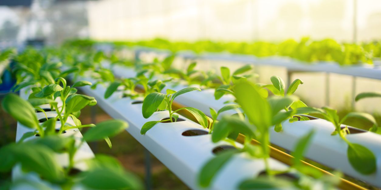 Growing hydroponic vegetables at a greenhouse.