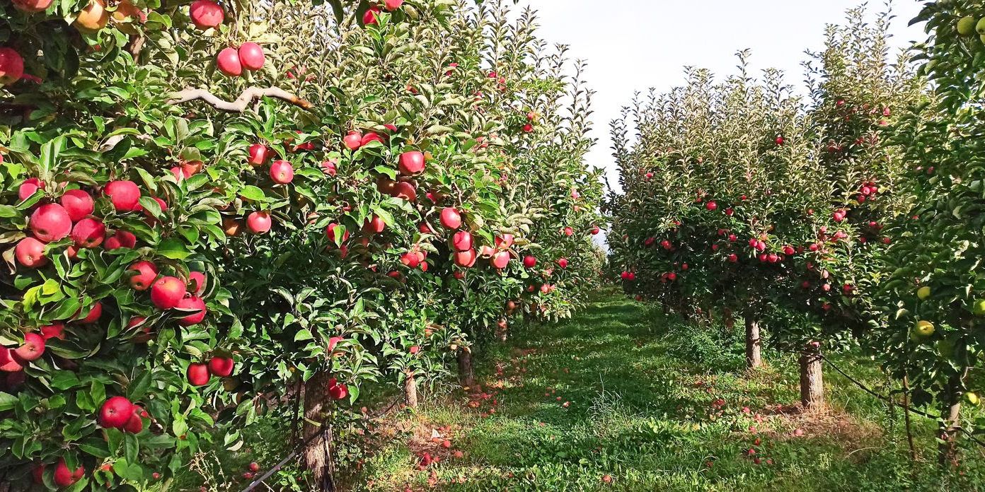 An apple orchard.