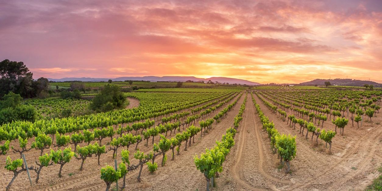 A beautiful vineyard.