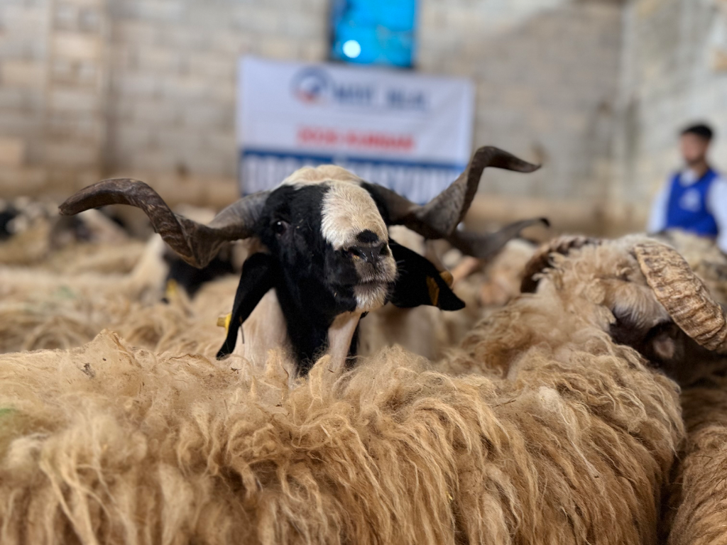 Adak, Şükür ve Akika Kurbanı 