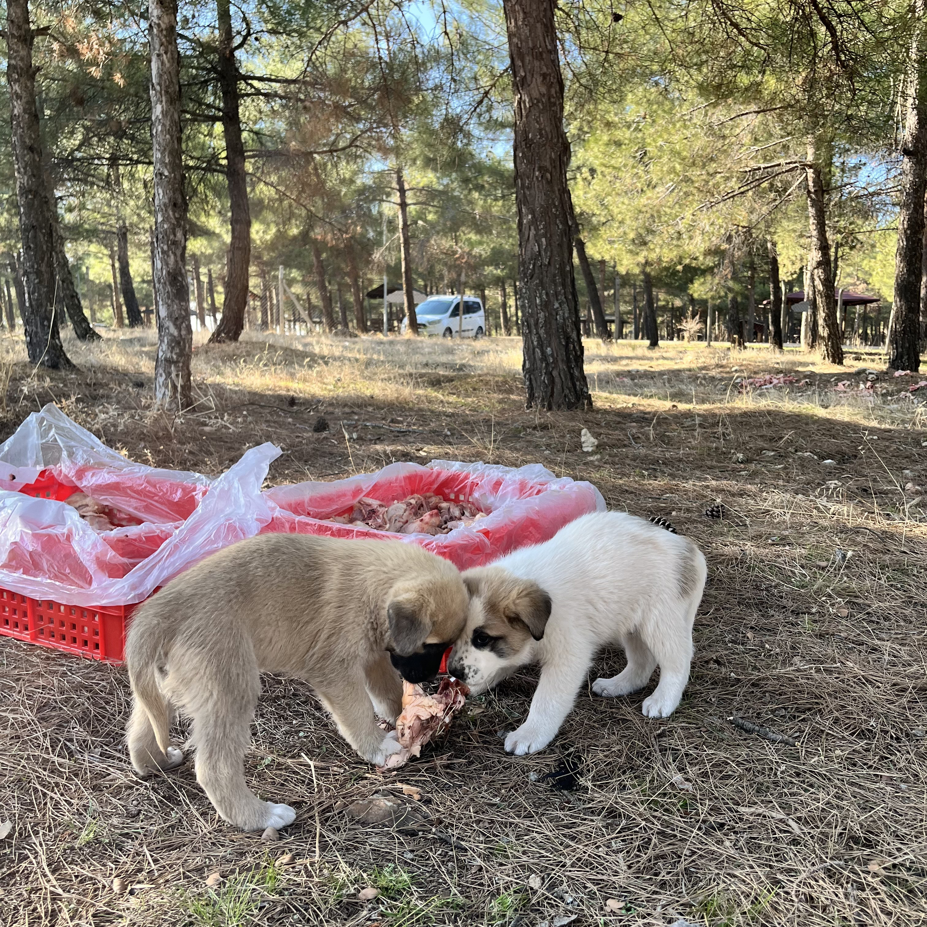 Can Dostlara Destek Hareketi