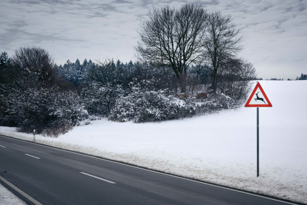 Viele Wildunfälle im Winter - Achten Sie auf Ihre Geschwindigkeit
