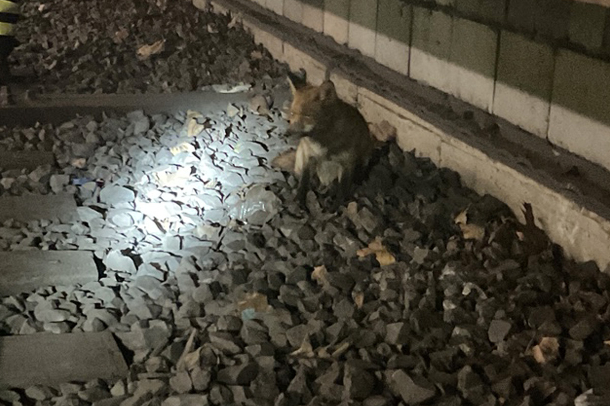 Dortmund – Jungfuchs verirrt sich in U-Bahn-Haltestelle
