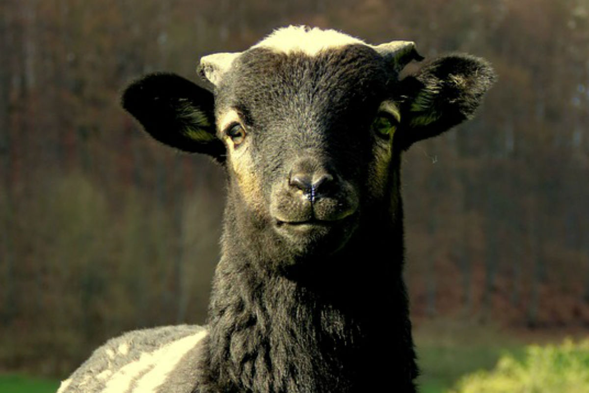 Großrudestedt – 15 tote Schafe illegal am Straßenrand entsorgt