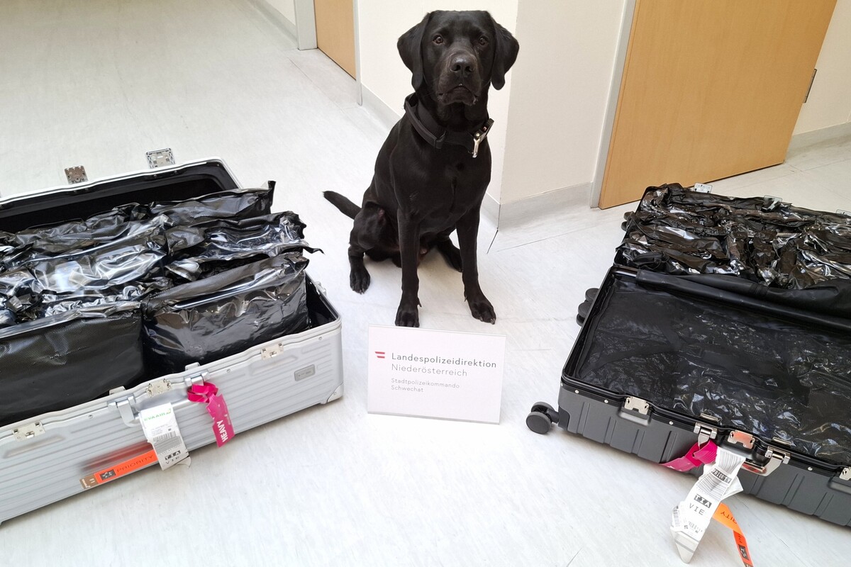 Schwechat – Spürhund entdeckt Cannabis im Reisegepäck