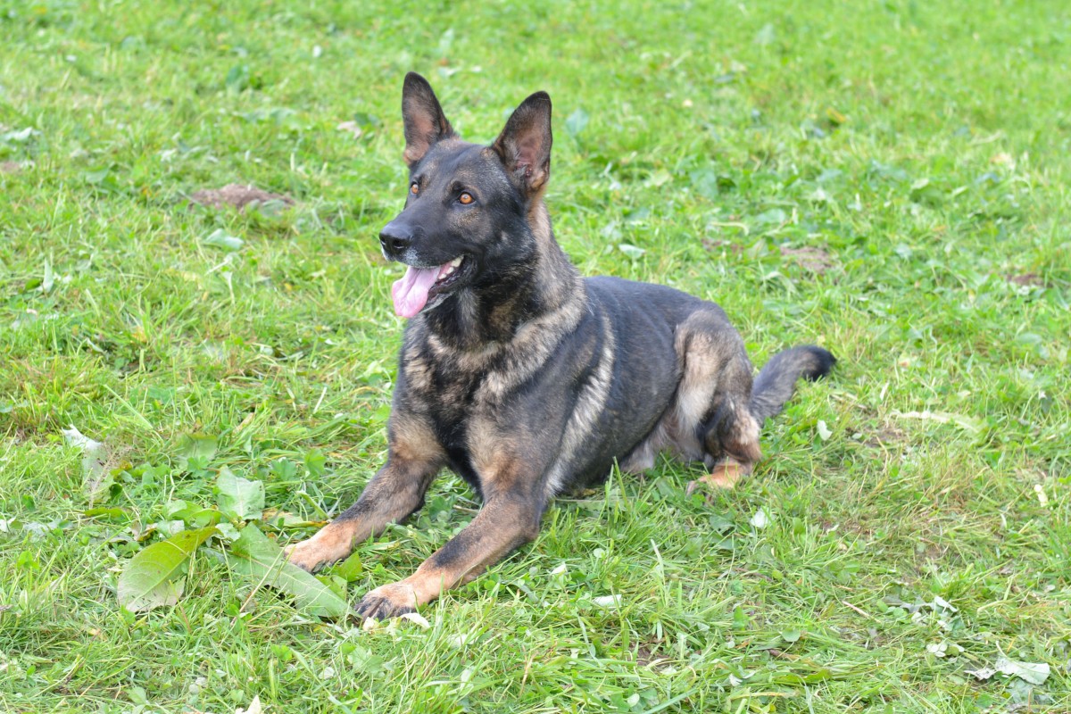 Luzern - Vier mutmassliche Diebe festgenommen