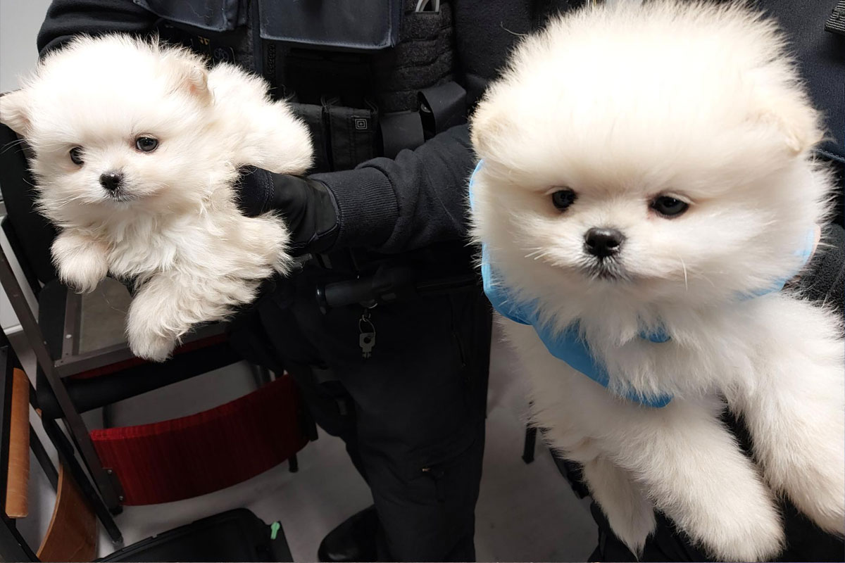 Reitzenhain – Fünf Hundewelpen bei Einreise sichergestellt