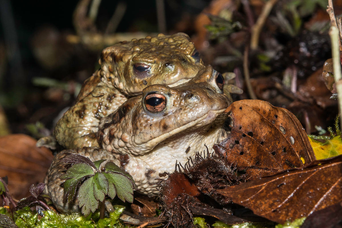 Stadt SH/Beringen – Kistenpass wegen Amphibienwanderungen gesperrt
