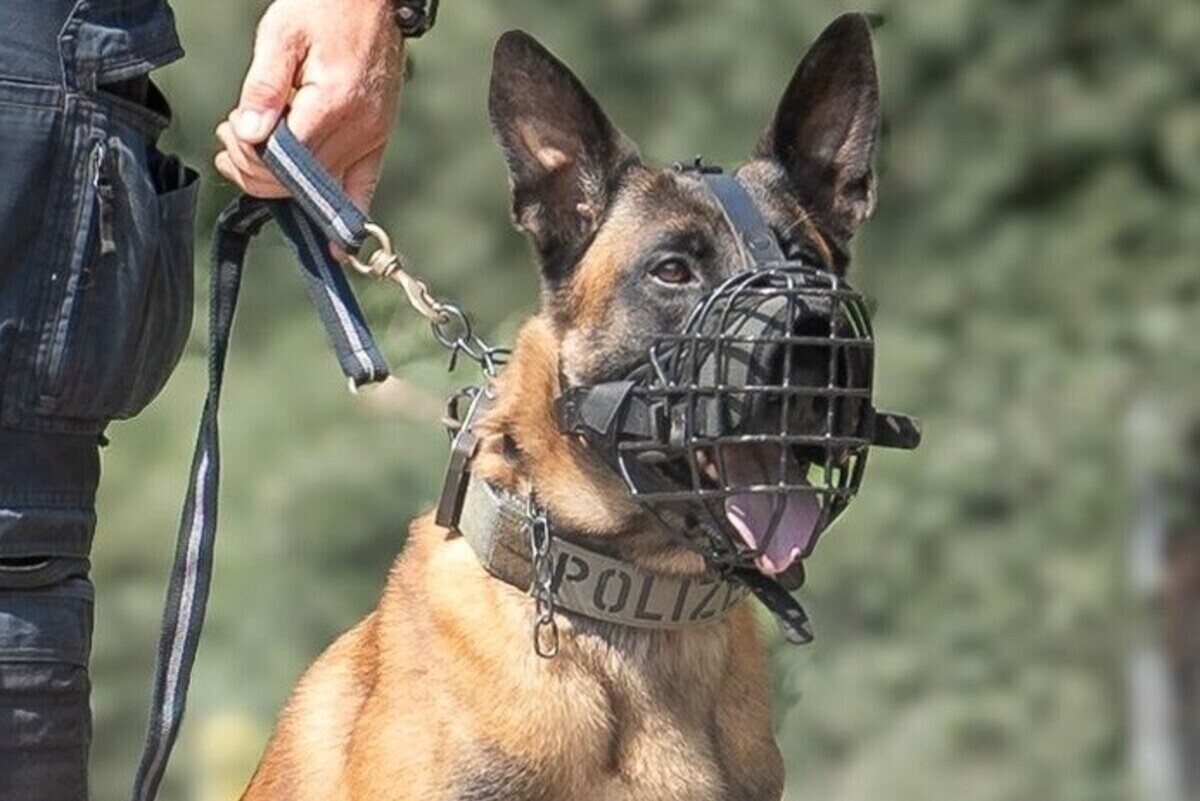 Egg – Diensthund „Hendrix“ stoppt Einbrecherin
