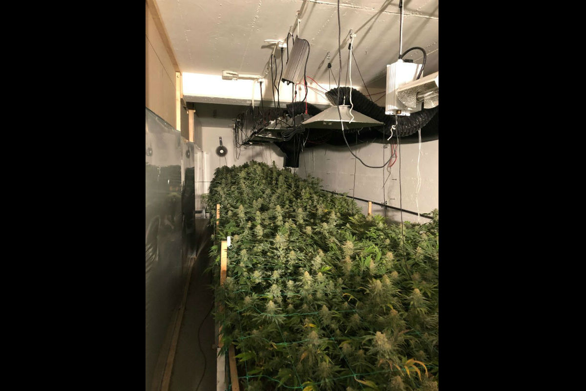 Adliswil ZH - Hanf-Indooranlage ausgehoben