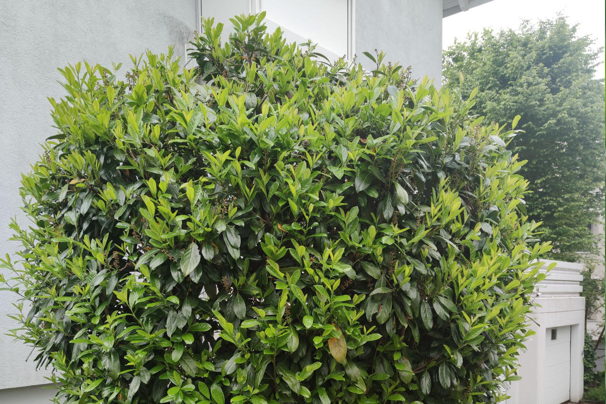 Appenzell Ausserrhoden - Verkaufsverbot für Kirschlorbeer und weitere Neophyten