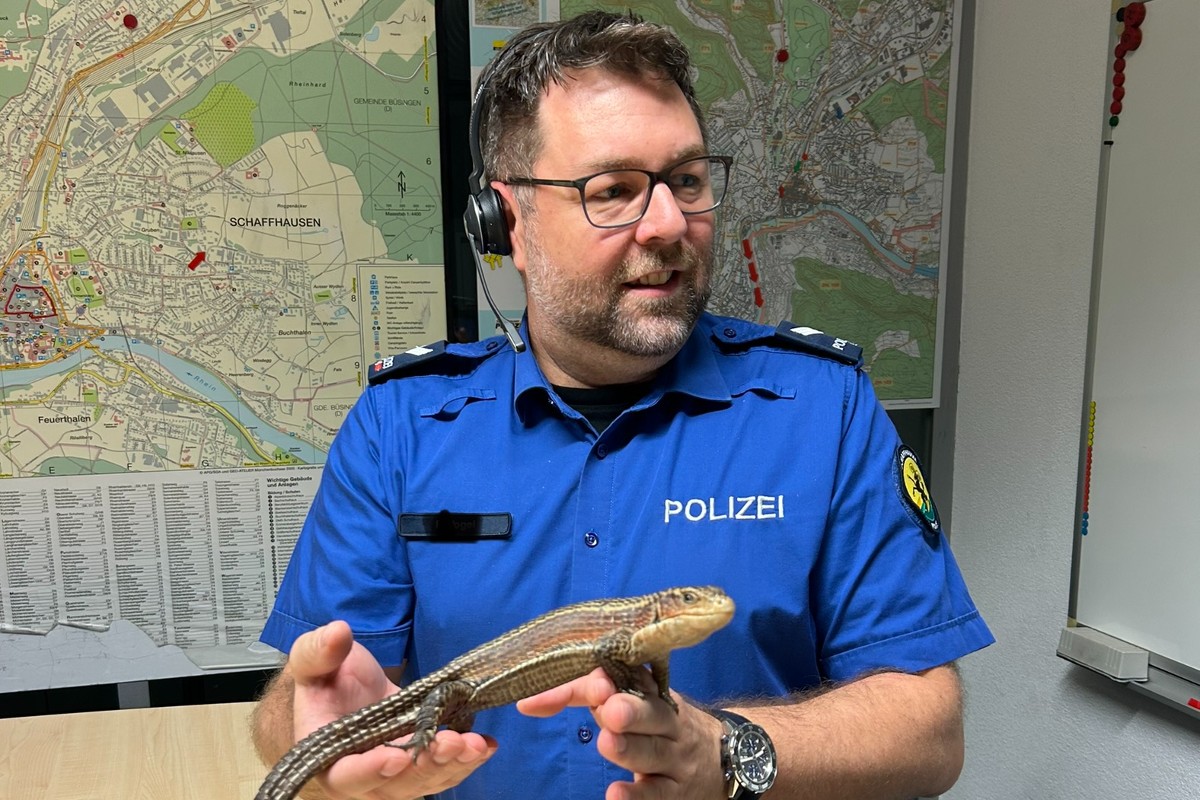 Stadt Schaffhausen - Polizisten fangen Sudan-Schildechse ein