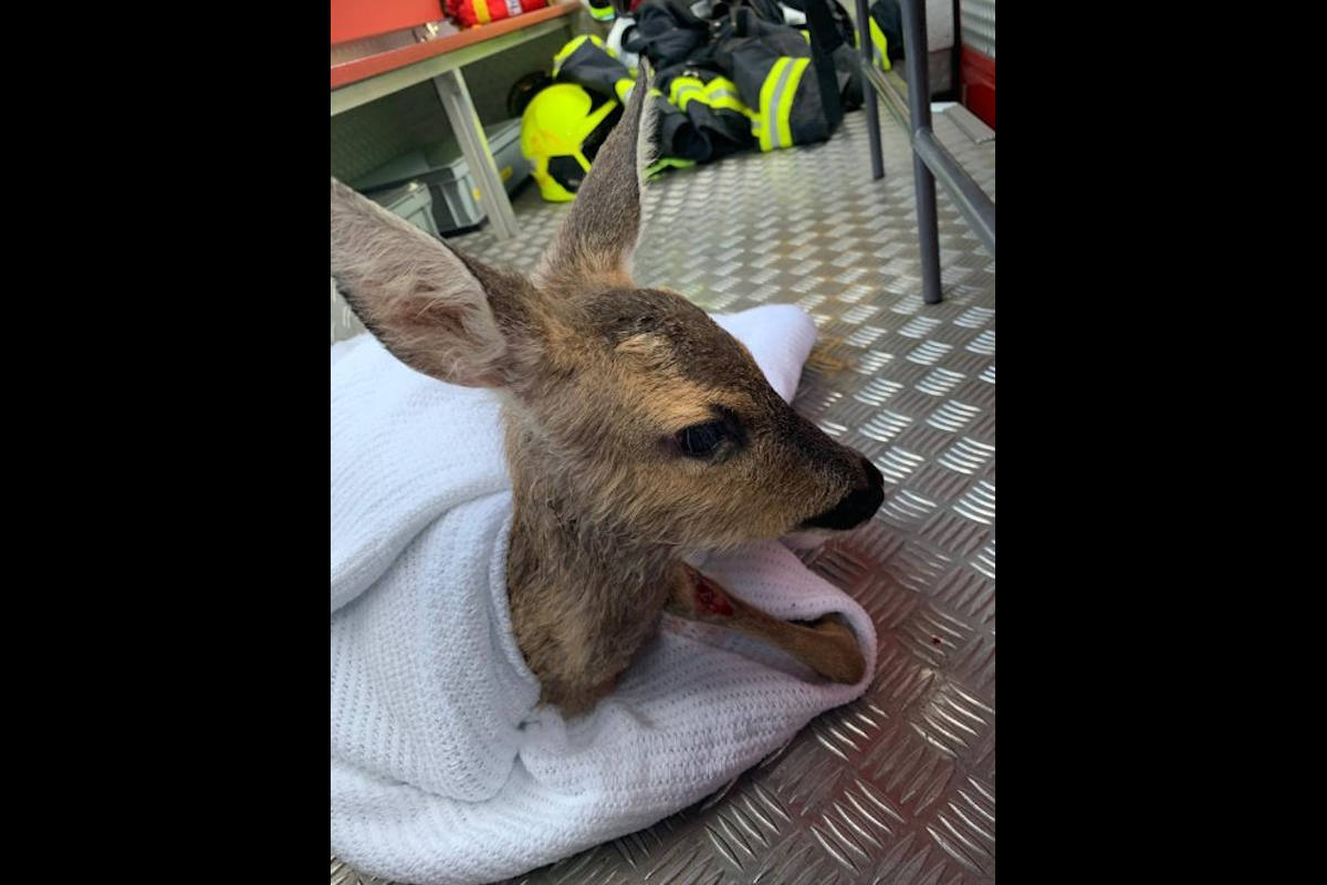 Tierrettung Stadt Basel – Berufsfeuerwehr Basel birgt Rehkitz aus Kanal in den Langen Erlen