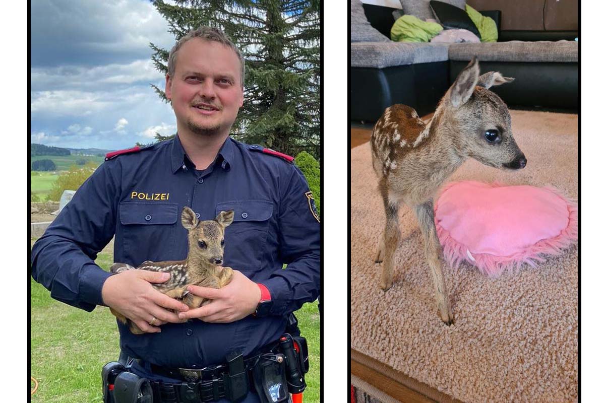 Reh in Unterweitersdorf von Auto erfasst und getötet