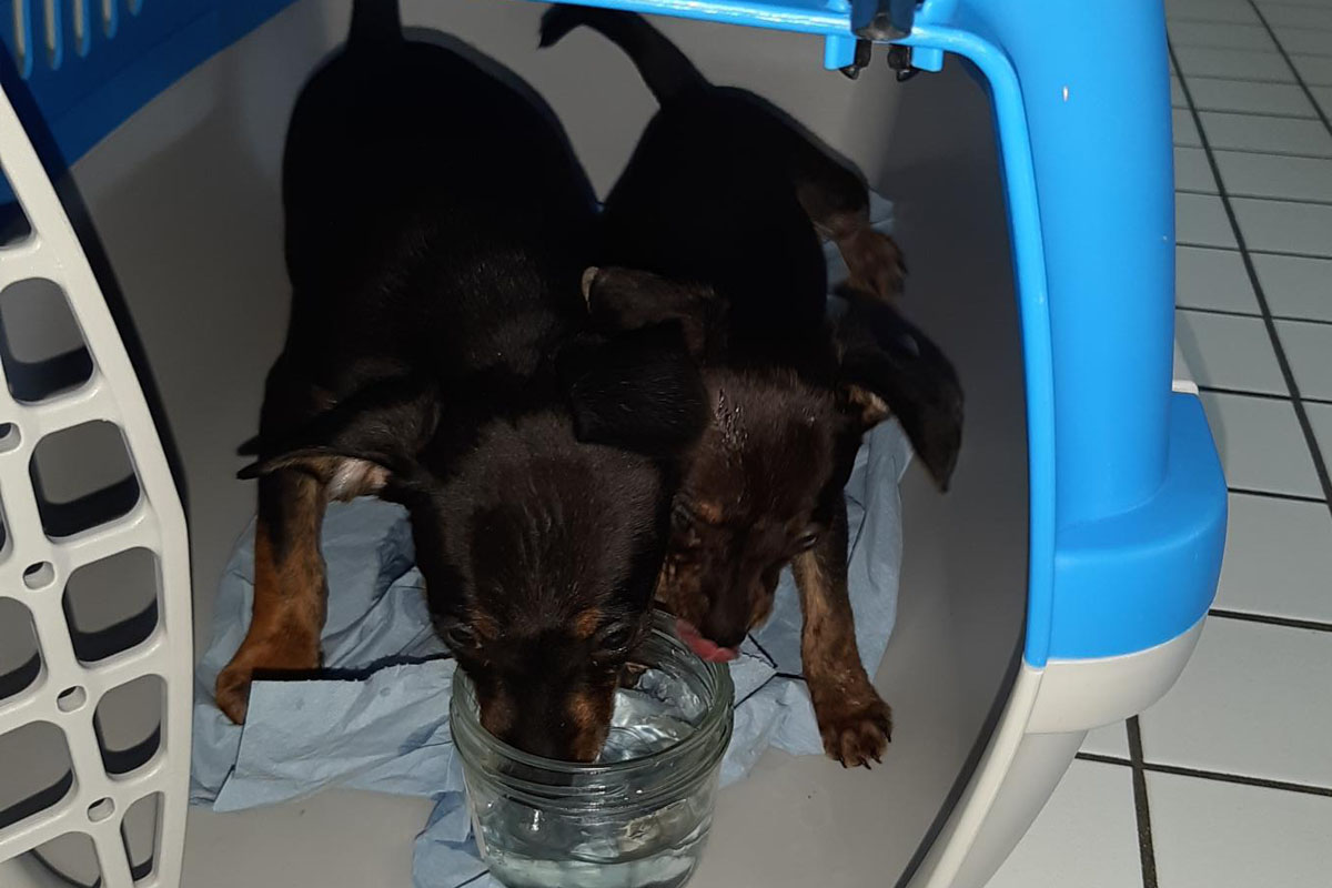 Bad Gottleuba - Eine unglaubliche Fracht