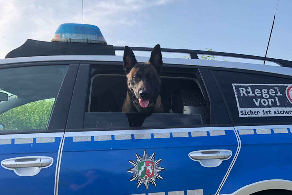 Dortmund – Diensthund "Jack" stellt zwei Autodiebe nach Flucht