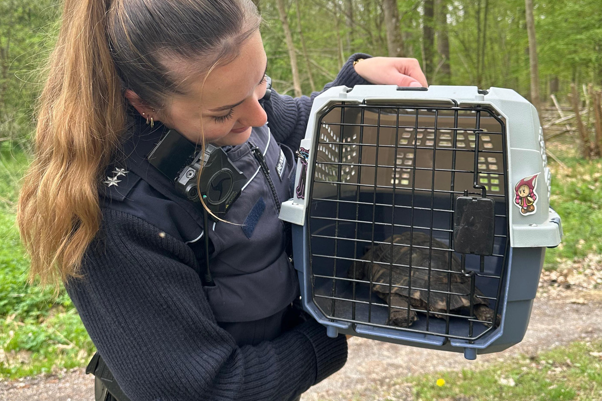 Bühl – Polizei bringt entlaufene Schildkröte in Sicherheit