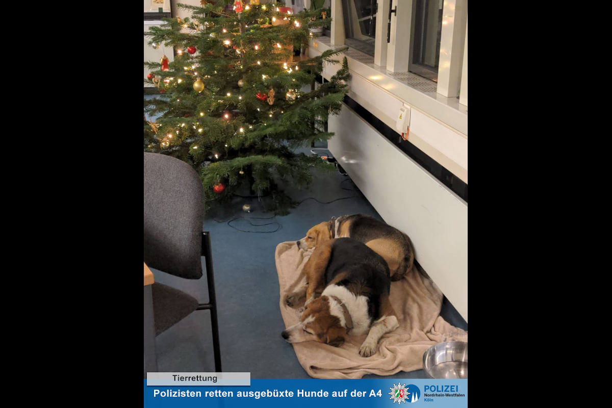 Spaziergang auf der A4 bei Köln – "Lotte" (4) und "Emma" (11) laufen allein ins neue Jahr