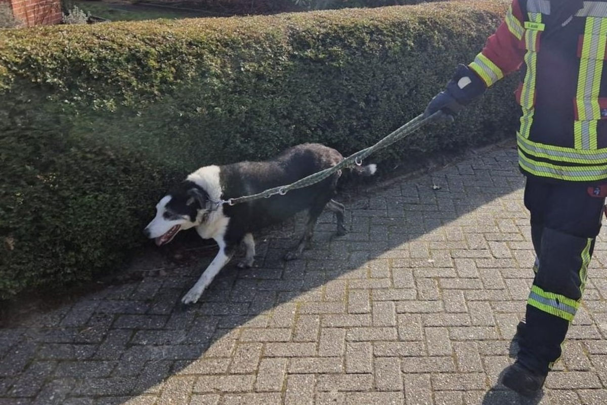 Moormerland – Einsatzkräfte retten Hund nach Sturz an Böschung