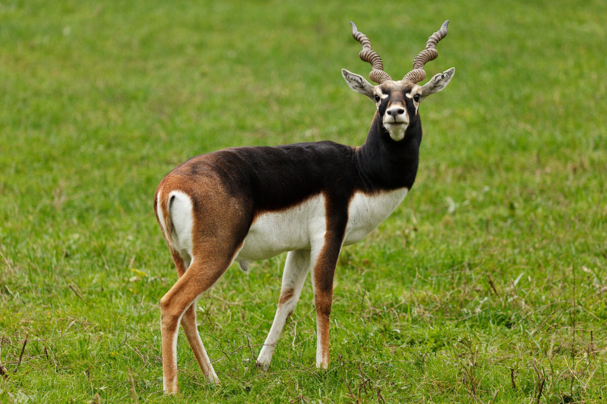 Wien – Antilopen-Jungtier im Tiergarten Schönbrunn getötet