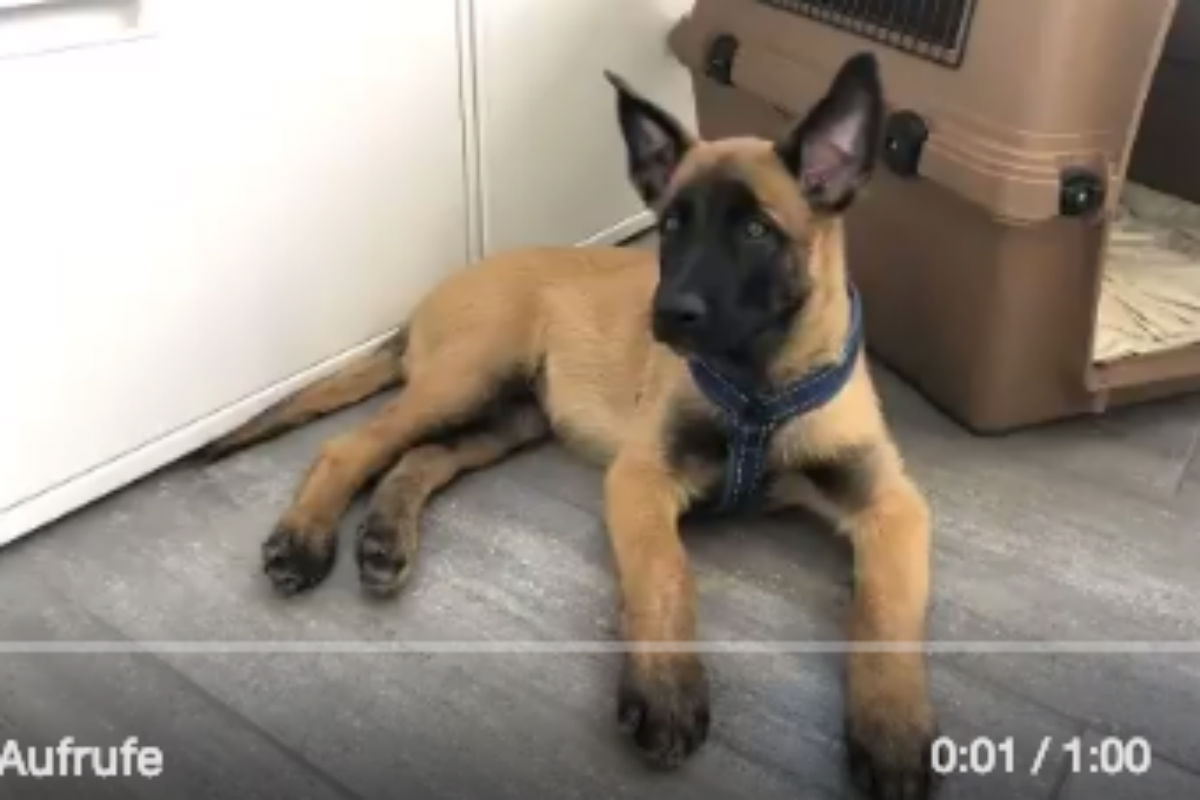 Zuger Polizei - Die Abenteuer von Chevy von Feures