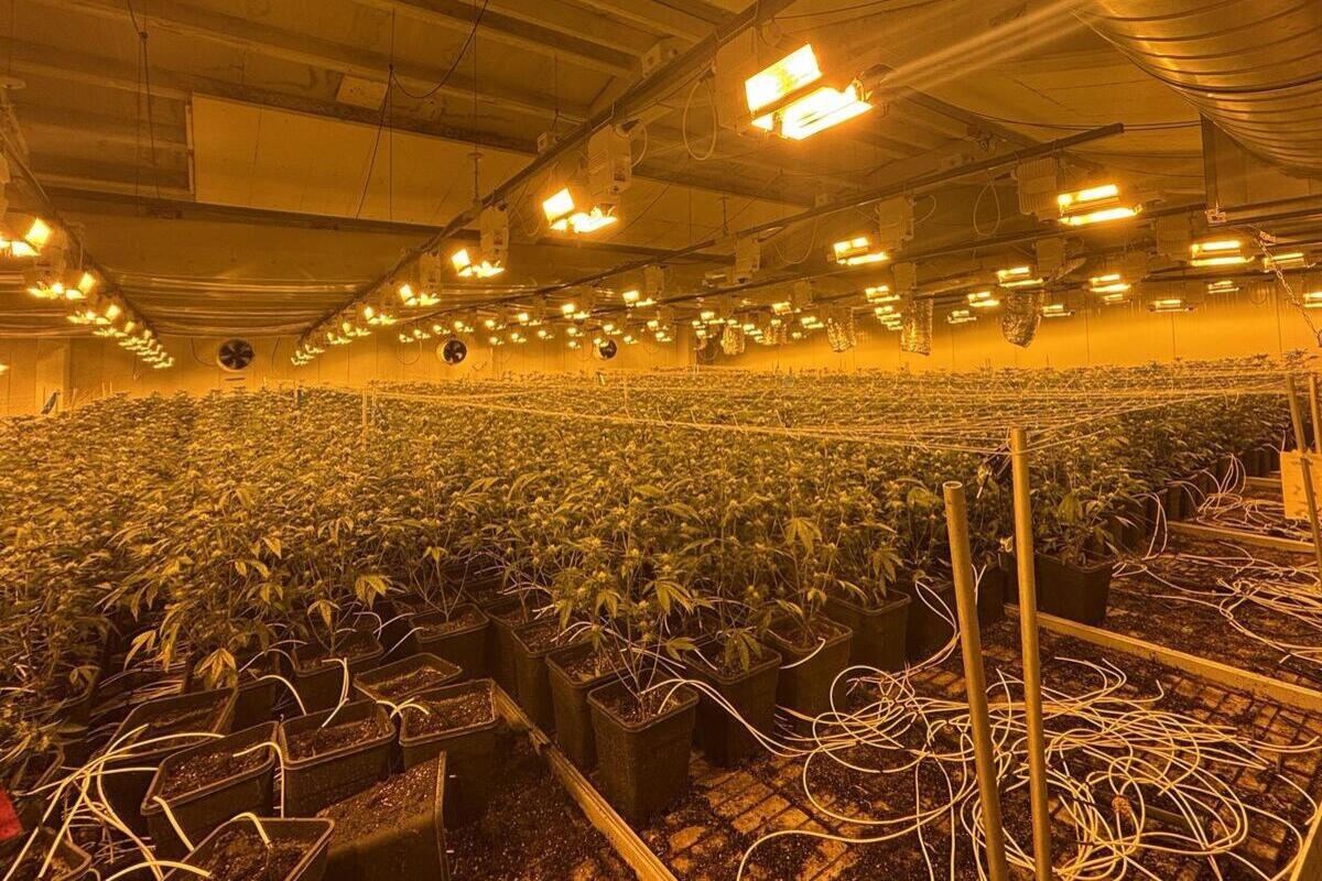 Nürensdorf ZH – Illegale Indooranlage - Polizei stellt THC-Pflanzen sicher