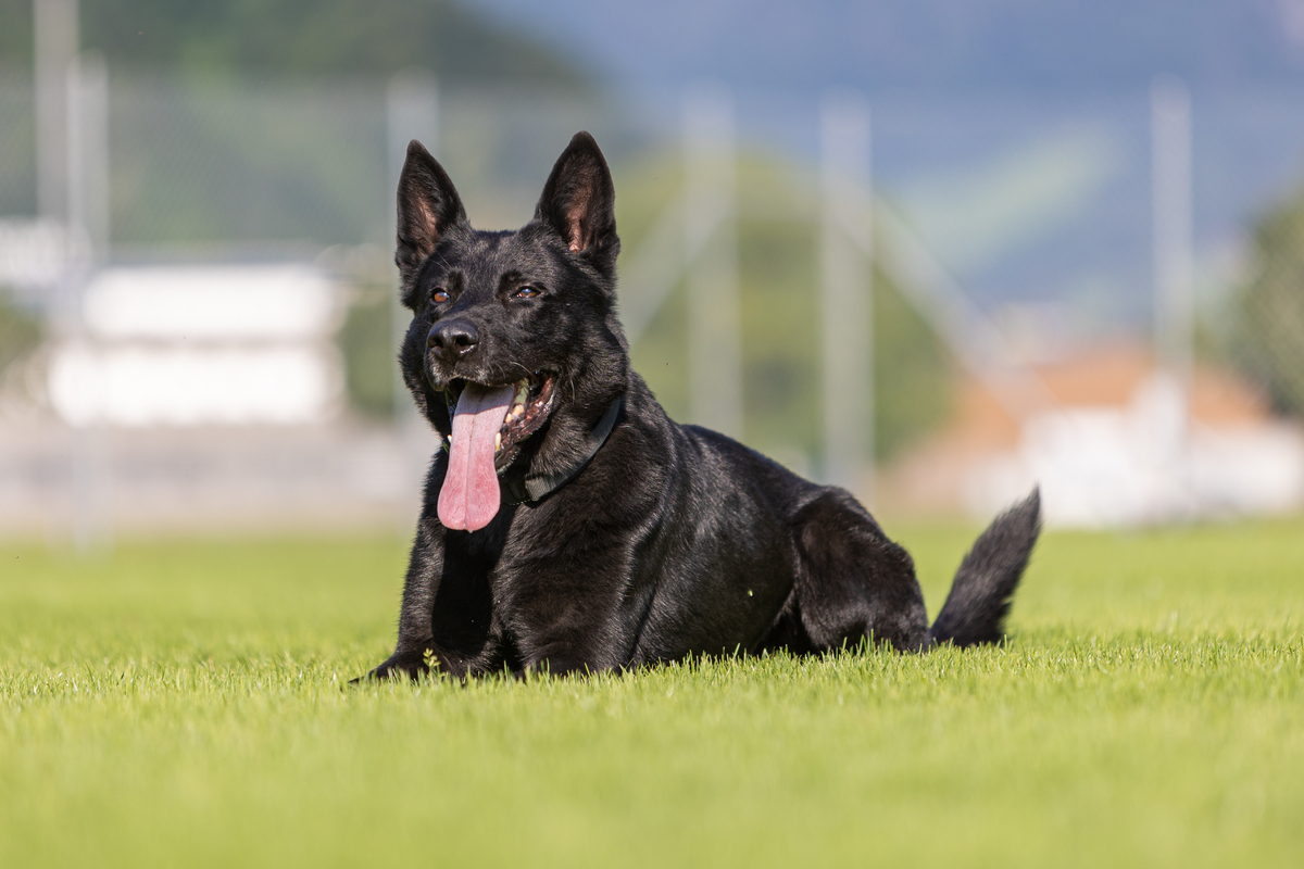 Langnau bei Reiden LU - Diensthund Dodge findet flüchtigen Unfallfahrer