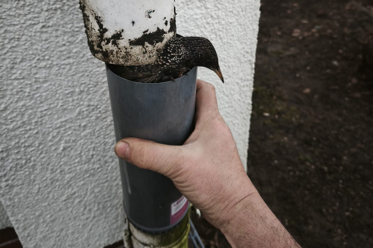 Celle – Feuerwehr rettet Vogel aus Regenabfluss
