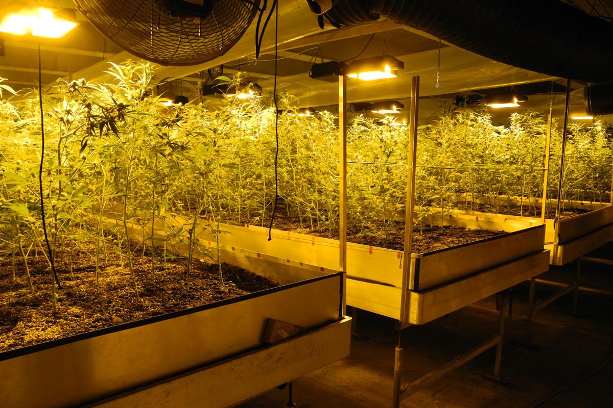 Rothenthurm SZ - Rund 1000 Hanfpflanzen sichergestellt