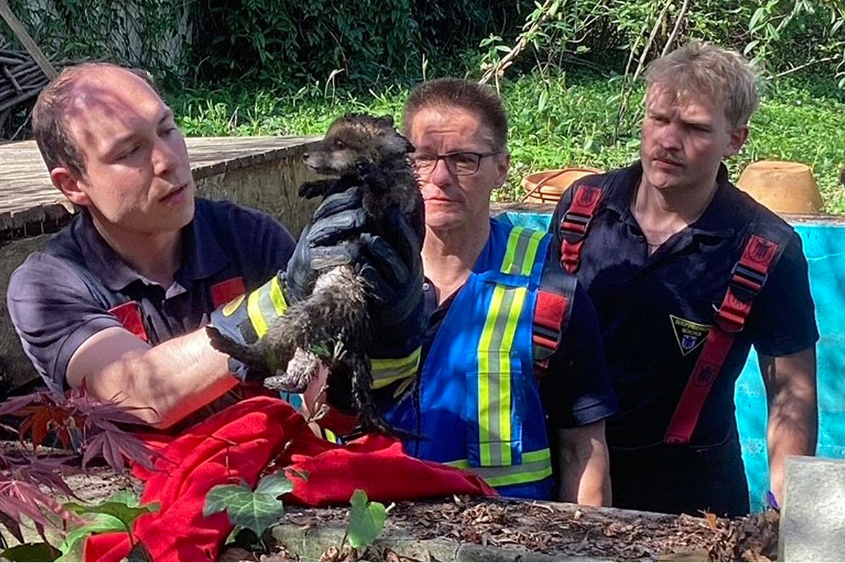 München – Feuerwehr rettet mehrere junge Füchse