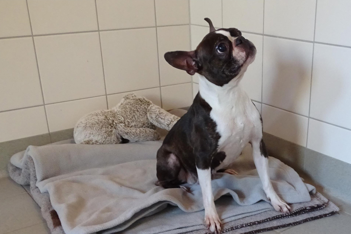 Zeugenaufruf Mölln – Verletzte Hündin an Tierheim ausgesetzt