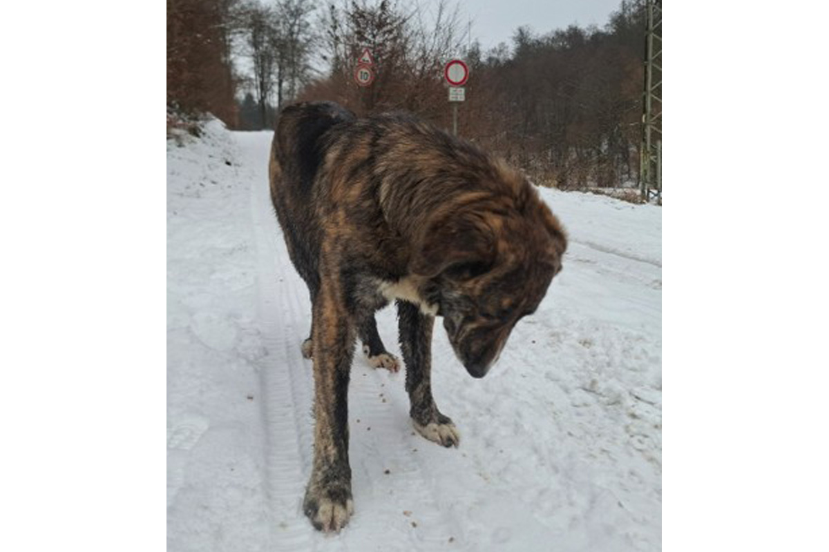 Rengsdorf – Hinweise zu freilaufendem Hund gesucht