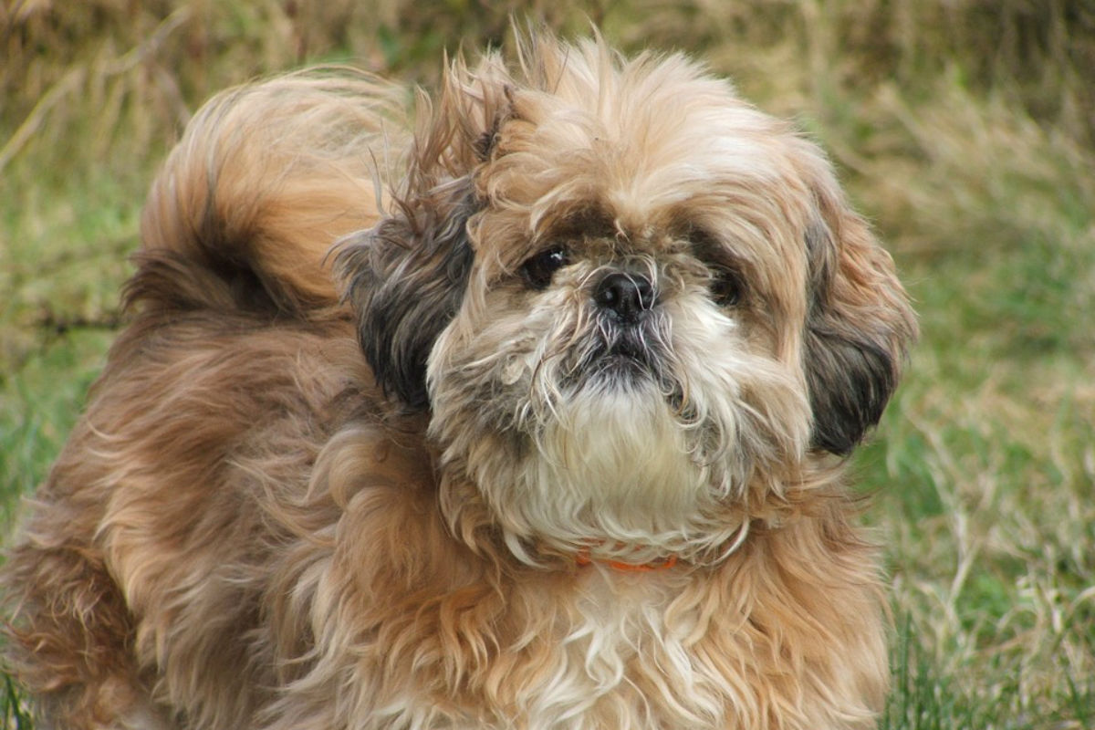 Coesfeld - Hund getötet!